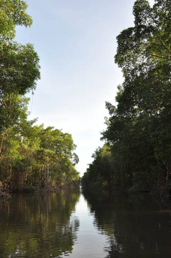 Paisagem do pântano/mangue de Caroni, próximo à Port of Spain, em Trinidad e Tobago